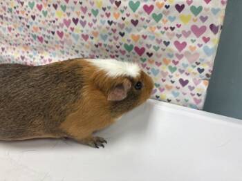Rescue Guinea Pig Guinea Pigs for Adoption in Maumee, Ohio - Gizmo | PetCurious